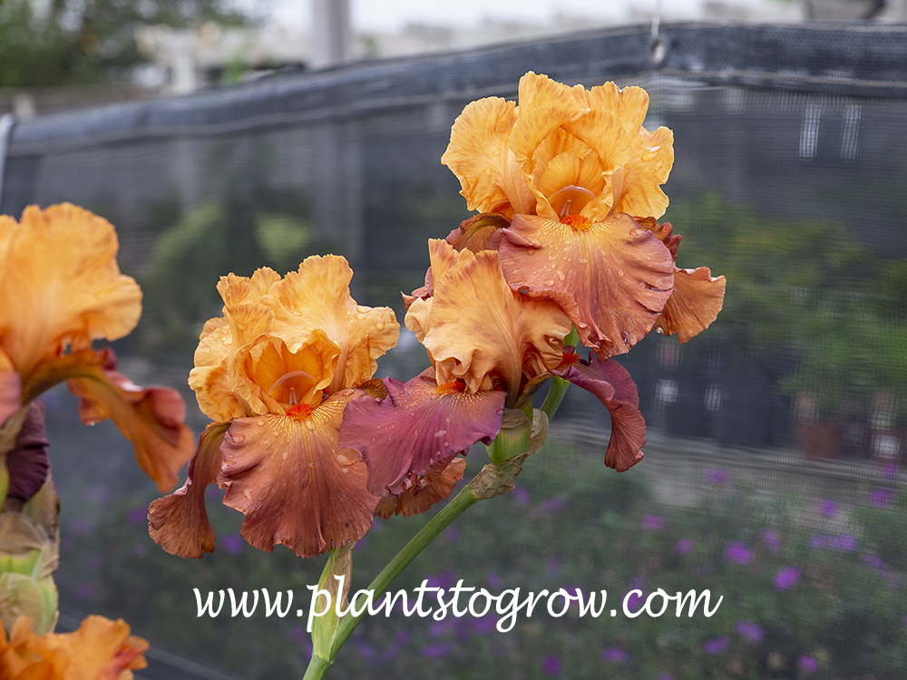 'Lovely Senorite' Tall Bearded  Iris